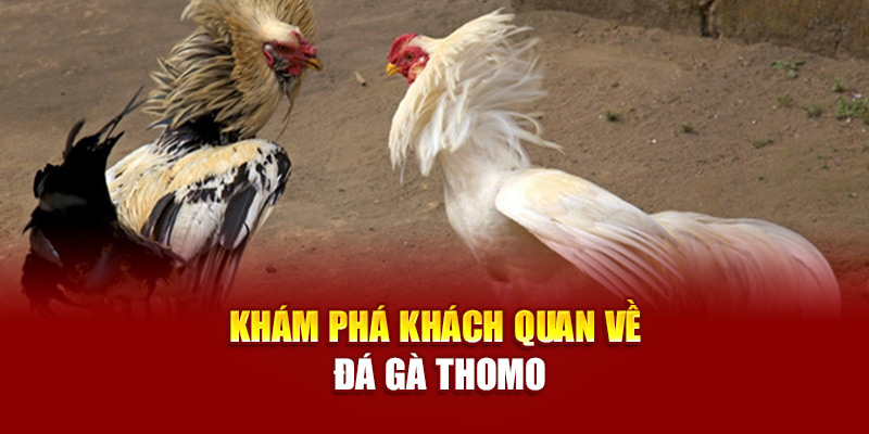 Đá gà Campuchia phát triển chuyên nghiệp với các sới hợp pháp, tổ chức bài bản và có phát sóng toàn cầu