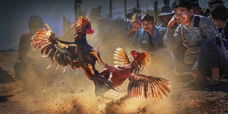 Đá gà cựa dao Philippines được tổ chức bài bản, giám sát chặt chẽ và phát sóng đến hàng triệu người xem toàn cầu