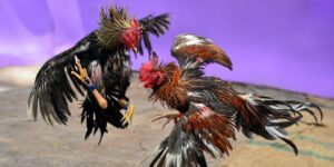 Đá Gà Cựa Dao Philippines – Môn Thể Thao Cá Cược Hợp Pháp Với Tốc Độ Cực Cao