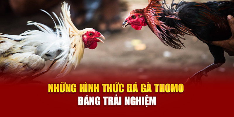 Người chơi có thể đặt cược theo thời gian thực, theo dõi diễn biến từng cú đá trong mỗi trận đá gà Campuchia
