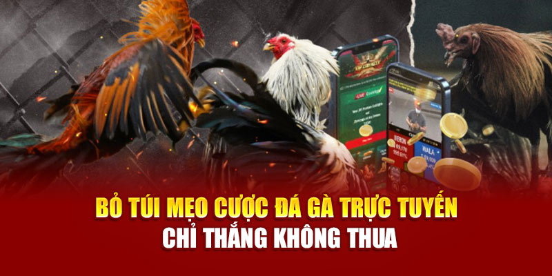 Người chơi có thể xem từng cú đá thực tế tại Mộc Bài và đặt cược theo thời gian thực