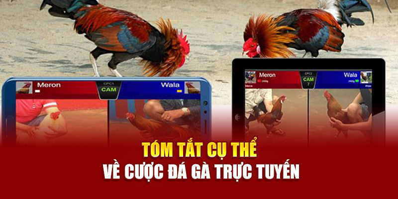 Sới đá gà Mộc Bài thường hoạt động sát biên giới, thu hút đông đảo người chơi từ cả Việt Nam lẫn Campuchia