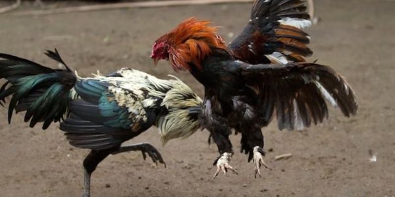 Xem đá gà cựa dao Philippines dễ dàng trên mọi thiết bị, tốc độ ổn định và hình ảnh cực kỳ sắc nét