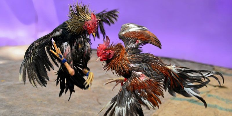 Xem lịch sử chiến đấu giúp người chơi nhận biết gà mạnh và chọn cửa cược tối ưu hơn